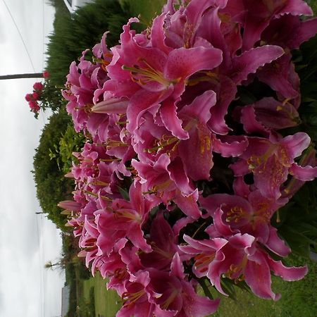 Bossiney House Hotel ทินเทเจล ภายนอก รูปภาพ