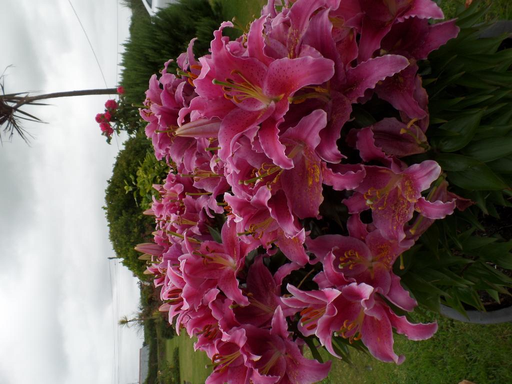 Bossiney House Hotel ทินเทเจล ภายนอก รูปภาพ